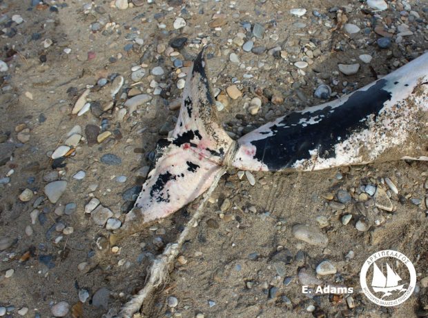Βρήκαν σε ακτή της Σάμου το πτώμα του δελφινιού που κάποιος σκόπιμα σκότωσε - Φωτογραφία 1