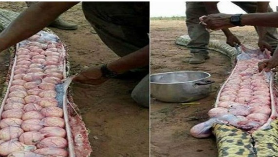ΑΠΙΣΤΕΥΤΟ: Σκότωσαν τεράστιο φίδι με δεκάδες αυγά μέσα του επειδή νόμιζαν πως είχε φάει... [photos] - Φωτογραφία 1
