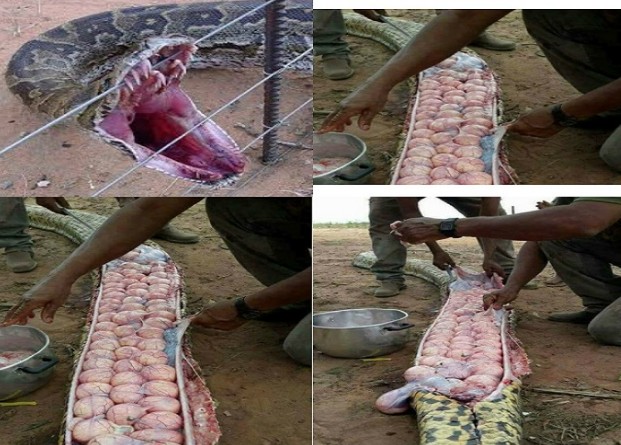 ΑΠΙΣΤΕΥΤΟ: Σκότωσαν τεράστιο φίδι με δεκάδες αυγά μέσα του επειδή νόμιζαν πως είχε φάει... [photos] - Φωτογραφία 4