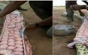 ΑΠΙΣΤΕΥΤΟ: Σκότωσαν τεράστιο φίδι με δεκάδες αυγά μέσα του επειδή νόμιζαν πως είχε φάει... [photos]