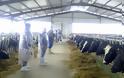 Σε απόγνωση οι κτηνοτρόφοι στη Θράκη - Περιμένουν 3 χρόνια να πληρωθούν για ζώα που θανατώθηκαν