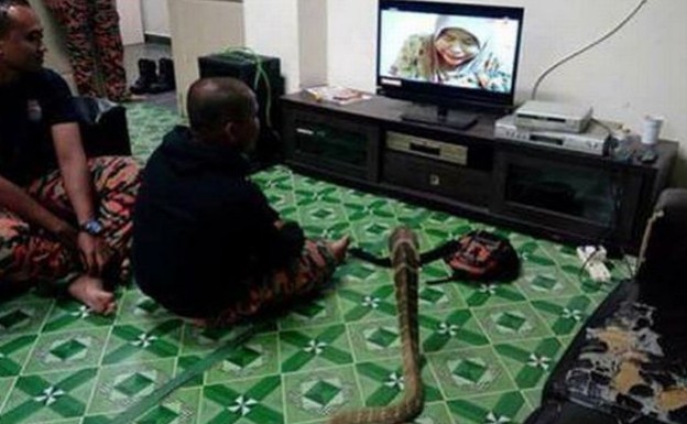 Παντρεύτηκε ένα φίδι γιατί του έμοιαζε με την αγαπημένη του που είχε πεθάνει - Φωτογραφία 4