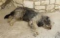 Βροντού Πιερίας: Πυροβόλησε τον σκύλο και τον έσυρε στην άσφαλτο μέχρι να πεθάνει με το αυτοκίνητο του