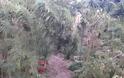 Τριανταδύο δενδρύλλια κάνναβης στην κατοχή 40χρονου στο Ηράκλειο [photos] - Φωτογραφία 2