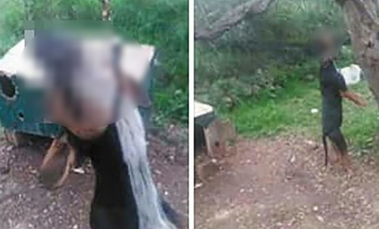 Θεσπρωτία: Κρέμασαν σκύλο σε δέντρο - Φωτογραφία 1