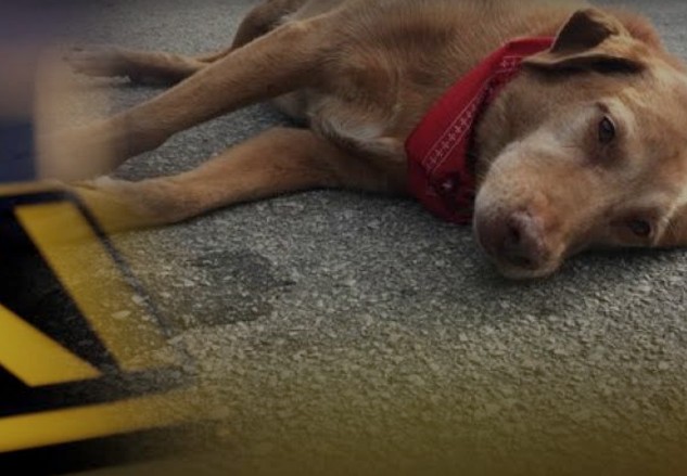 Στο «σκαμνί» ο ταξιτζής που χτύπησε αδέσποτο σκύλο - Φωτογραφία 1