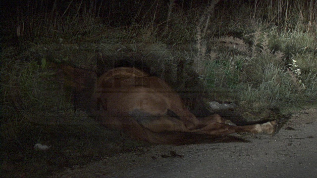 Ιωάννινα: Αβοήθητο ... εξαντλημένο άλογο. Κατέρρευσε στην άκρη του δρόμου - Φωτογραφία 1
