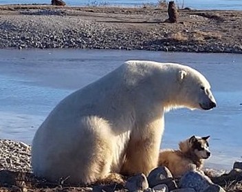 Το απροσδόκητο χάδι πολικής αρκούδας σε σκύλο! [video] - Φωτογραφία 1