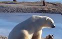 Το απροσδόκητο χάδι πολικής αρκούδας σε σκύλο! [video] - Φωτογραφία 1