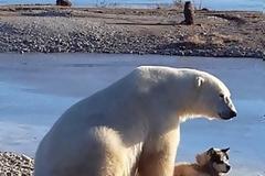Το απροσδόκητο χάδι πολικής αρκούδας σε σκύλο! [video]
