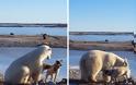 Το απροσδόκητο χάδι πολικής αρκούδας σε σκύλο! [video] - Φωτογραφία 2
