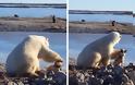 Το απροσδόκητο χάδι πολικής αρκούδας σε σκύλο! [video] - Φωτογραφία 4