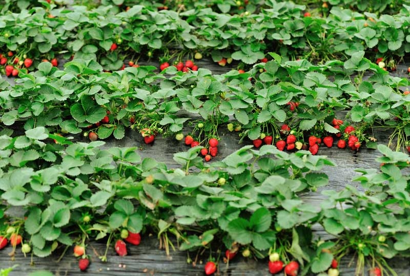 Ηλεία: Σήμα κινδύνου για την καλλιέργεια της φράουλας - Φωτογραφία 1