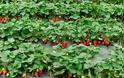 Ηλεία: Σήμα κινδύνου για την καλλιέργεια της φράουλας