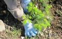 Φυτεύτηκαν 4.000 δέντρα στο Δήμο Παύλου Μελά