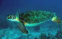 Στο φυσικό τους περιβάλλον τρεις θαλάσσιες χελώνες μετά τους τραυματισμούς τους