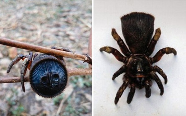 Σπάνια “αρχαία” αράχνη βρέθηκε στην Κίνα - Φωτογραφία 2