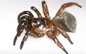 Σπάνια “αρχαία” αράχνη βρέθηκε στην Κίνα - Φωτογραφία 1