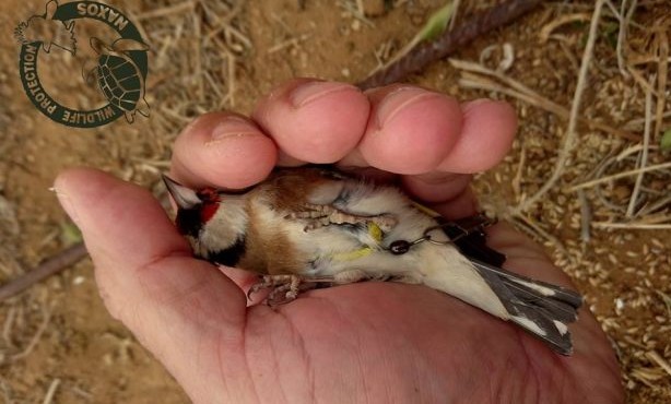 Νάξος: Εντόπισαν τον άνδρα που παγίδευε-κακοποιούσε πουλιά με ξόβεργες & δίχτυα σε καταφύγιο άγρια ζωής [video] - Φωτογραφία 1