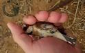 Νάξος: Εντόπισαν τον άνδρα που παγίδευε-κακοποιούσε πουλιά με ξόβεργες & δίχτυα σε καταφύγιο άγρια ζωής [video]