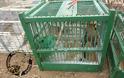 Νάξος: Εντόπισαν τον άνδρα που παγίδευε-κακοποιούσε πουλιά με ξόβεργες & δίχτυα σε καταφύγιο άγρια ζωής [video] - Φωτογραφία 2