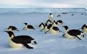 Στην Ανταρκτική το μεγαλύτερο θαλάσσιο πάρκο στον κόσμο