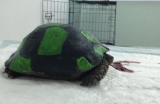Λέσβος: Παιδιά έβαψαν χελώνα σαν μπάλα ποδοσφαίρου & την κλωτσούσαν μέχρι να σπάσει το καβούκι της - Φωτογραφία 1