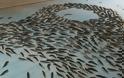 Έκλεισε το παγοδρόμιο με τα 5.000 κατεψυγμένα ψάρια