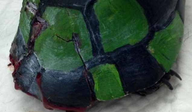 ΈΛΕΟΣ: Έκαναν τη χελώνα... μπάλα ποδοσφαίρου - Φωτογραφία 1