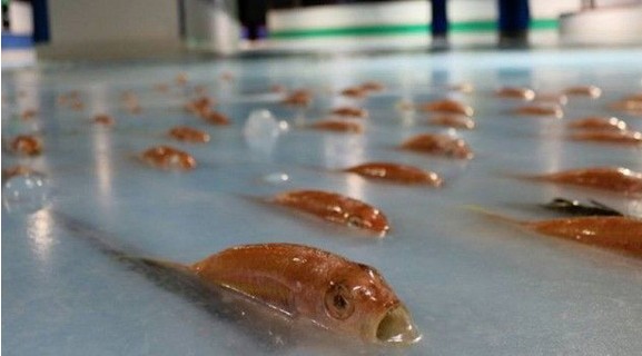 Θύελλα αντιδράσεων για το παγοδρόμιο με τα 5.000 κατεψυγμένα ψάρια - Φωτογραφία 1