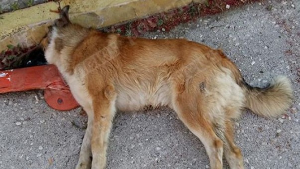 Ηλικιωμένη κατηγορείται για δηλητηρίαση σκύλου στην Αμαλιάδα - Φωτογραφία 1