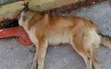 Ηλικιωμένη κατηγορείται για δηλητηρίαση σκύλου στην Αμαλιάδα