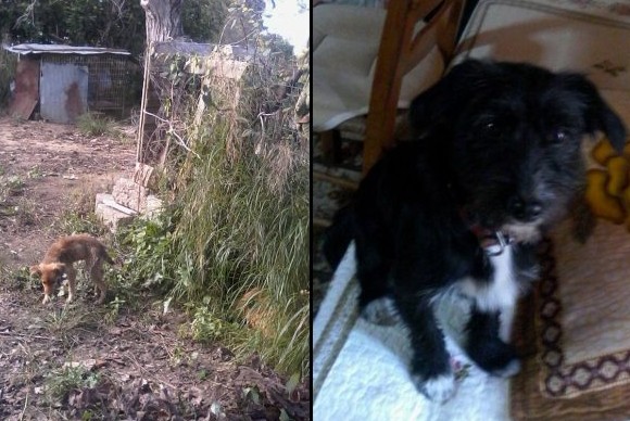 Πέρα Χαβάρι Ηλείας: Δηλητηρίασε τον σκύλο της γειτόνισσας της για να την εκδικηθεί επειδή ... - Φωτογραφία 1