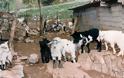 Τρίκαλα: Η πιο ανορθόγραφη αγγελία - Βοσκός θέλει να πουλήσει 150 γιδοπρόβατα! [photo]