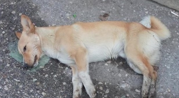 Φόλες και νεκρά σκυλιά στο κέντρο του Αγρινίου - Φωτογραφία 1