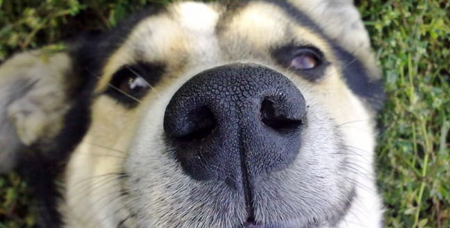 Ο σημαντικός ρόλος της μύτης του σκύλου που σίγουρα δεν ξέρεις - Φωτογραφία 1