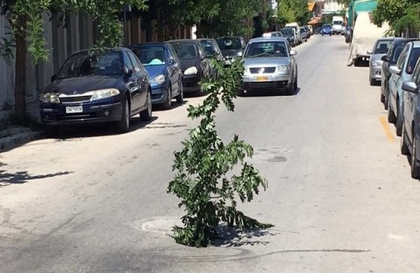 Μόνο στην Ελλάδα: Τύπος στόλισε δέντρο που φύτρωσε στο κέντρο δρόμου της Θεσσαλονίκης! - Φωτογραφία 1