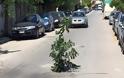 Μόνο στην Ελλάδα: Τύπος στόλισε δέντρο που φύτρωσε στο κέντρο δρόμου της Θεσσαλονίκης!