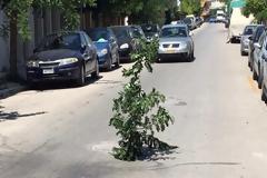 Μόνο στην Ελλάδα: Τύπος στόλισε δέντρο που φύτρωσε στο κέντρο δρόμου της Θεσσαλονίκης!