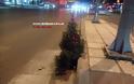 Μόνο στην Ελλάδα: Τύπος στόλισε δέντρο που φύτρωσε στο κέντρο δρόμου της Θεσσαλονίκης! - Φωτογραφία 2
