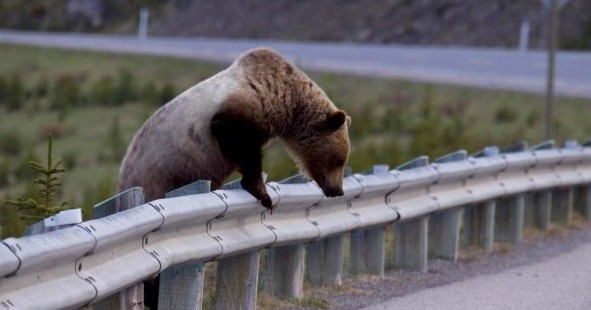 Την προσοχή των οδηγών εφιστά η Καλλιστώ για την προστασία 2 αρκούδων που προσεγγίζουν την Καστοριά - Φωτογραφία 1