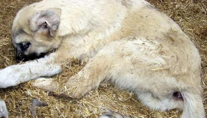 Απίστευτη καταγγελία στο Ηράκλειο: “Αρρωστημένο μυαλό” βίασε σκύλο - Φωτογραφία 1