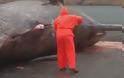 ΕΚΠΛΗΚΤΙΚΟ βίντεο: Σκάλιζε το κουφάρι μιας νεκρής φάλαινας όταν ξαφνικά...