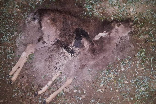 Ρόδος: Βρήκαν 14 ελάφια νεκρά που κάποιος σκότωσε με καραμπίνα στα Μαριτσά - Φωτογραφία 1