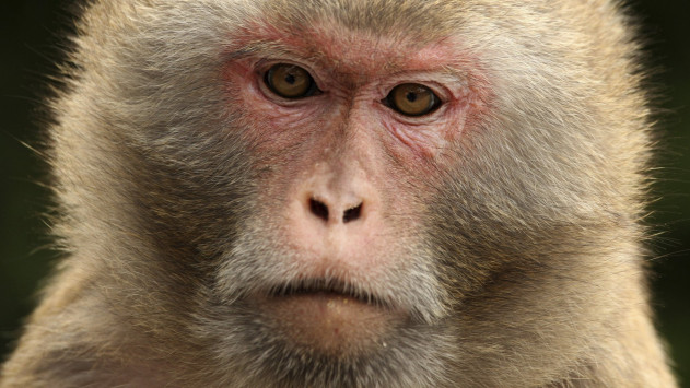 Τεχνητά αιμοφόρα αγγεία από 3D εκτυπωτή μεταμοσχεύθηκαν επιτυχώς σε μαϊμούδες - Φωτογραφία 1