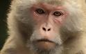 Τεχνητά αιμοφόρα αγγεία από 3D εκτυπωτή μεταμοσχεύθηκαν επιτυχώς σε μαϊμούδες