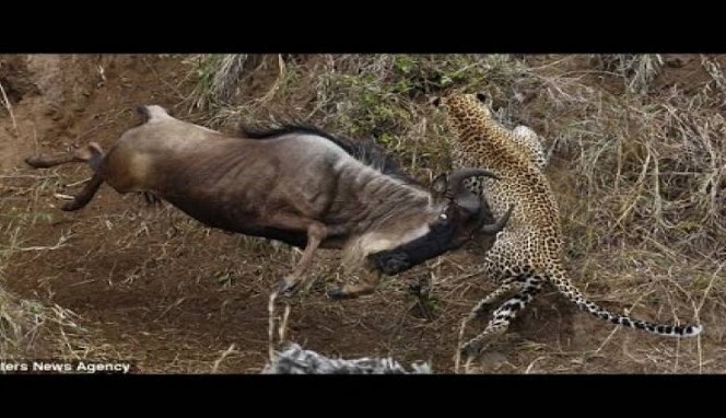 Λεοπάρδαλη το σκάει από τη μάχη όταν καταφτάνει μια άγρια αντιλόπη... [video] - Φωτογραφία 1