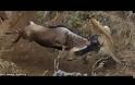 Λεοπάρδαλη το σκάει από τη μάχη όταν καταφτάνει μια άγρια αντιλόπη... [video]