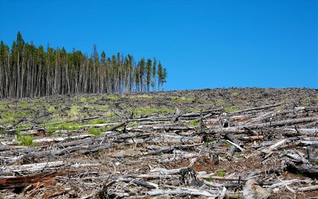Η αποψίλωση των δασών συνδέεται με την αύξηση μολύνσεων από τροπική νόσο - Φωτογραφία 1
