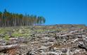 Η αποψίλωση των δασών συνδέεται με την αύξηση μολύνσεων από τροπική νόσο
